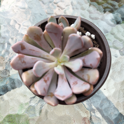 Graptoveria 'Lilac Spoons'
