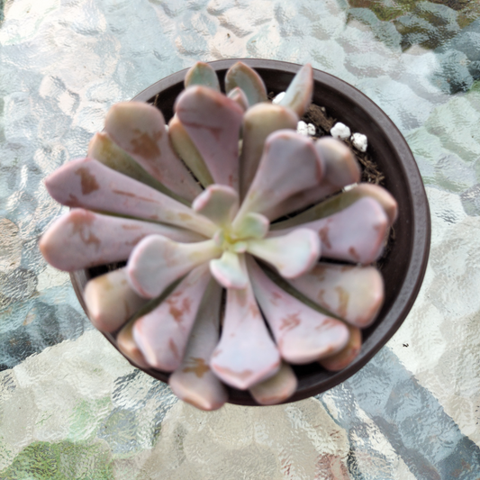 Graptoveria 'Lilac Spoons'