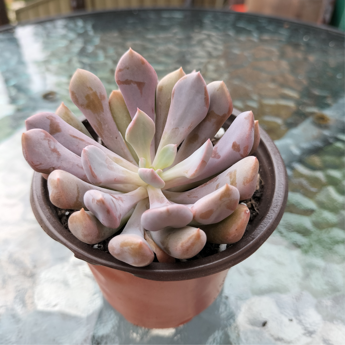 Graptoveria 'Lilac Spoons'
