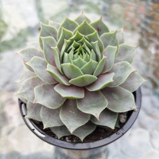 Sempervivum 'Lilac Time'