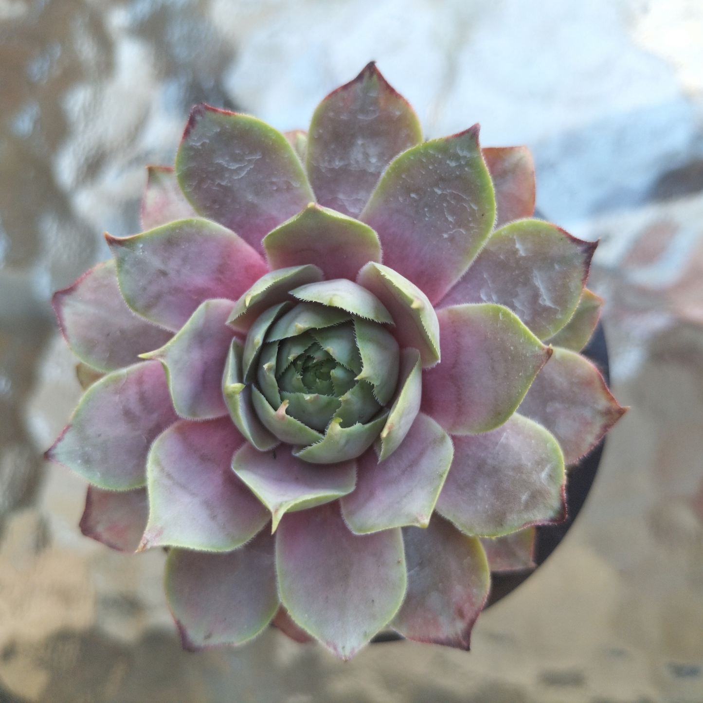 Sempervivum 'Lilac Time'