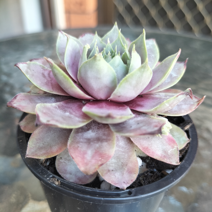 Sempervivum 'Lilac Time'