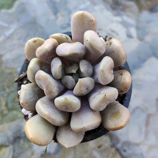 Graptoveria 'Topsy-Debbie' (aka Graptoveria 'Lilac Spoons')