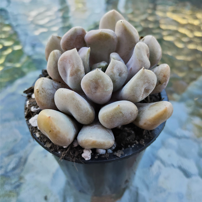 Graptoveria 'Topsy-Debbie' (aka Graptoveria 'Lilac Spoons')