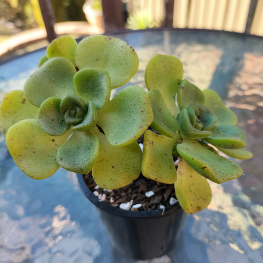 Aeonium 'Lilly Pad'