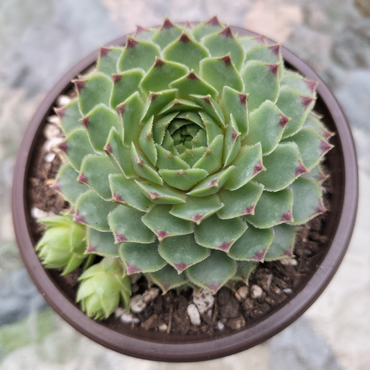 Sempervivum calcareum 'Limelight'