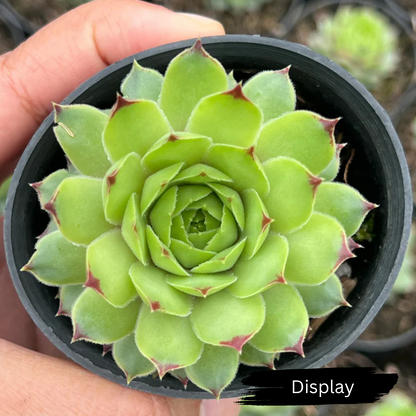 Sempervivum calcareum 'Limelight'
