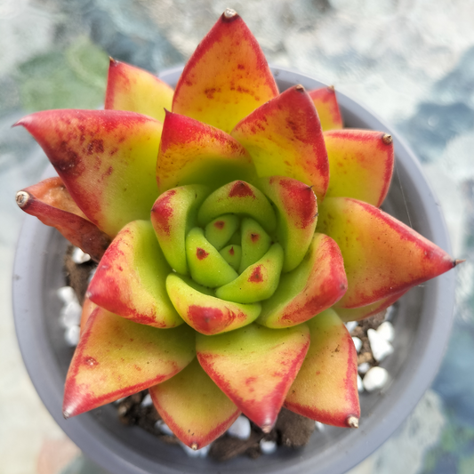 Echeveria agavoides 'Lipstick'