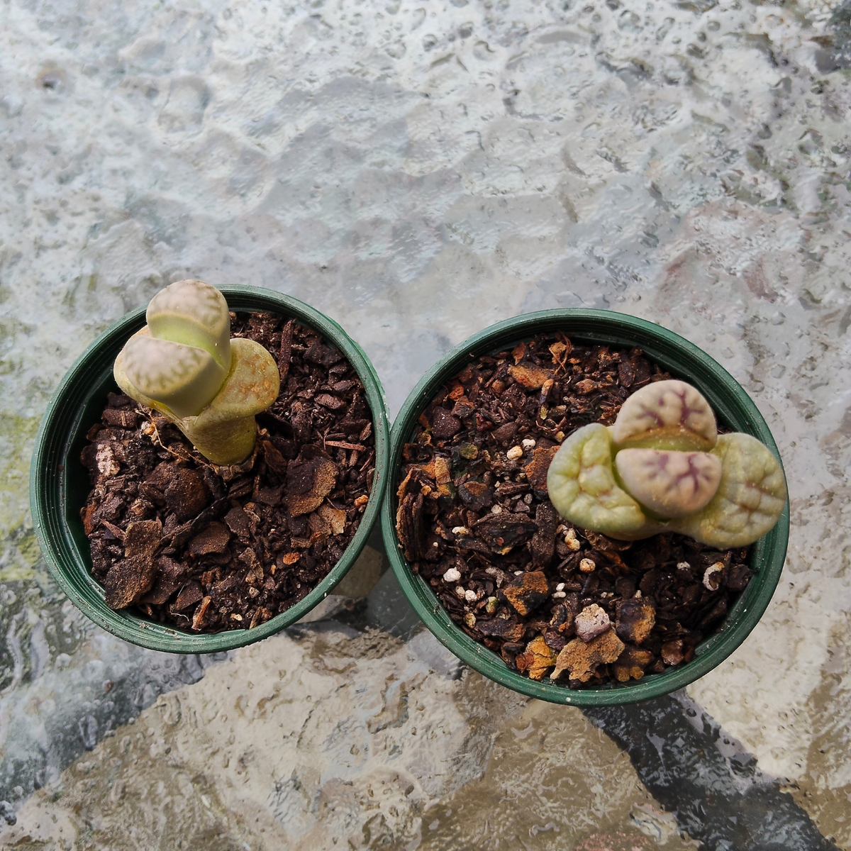 lithop salicola