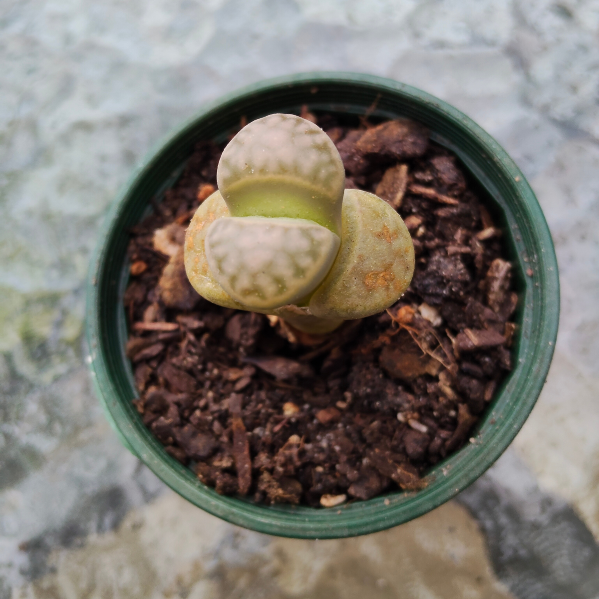 lithop salicola