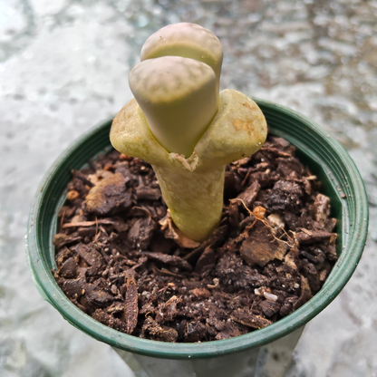 lithop salicola