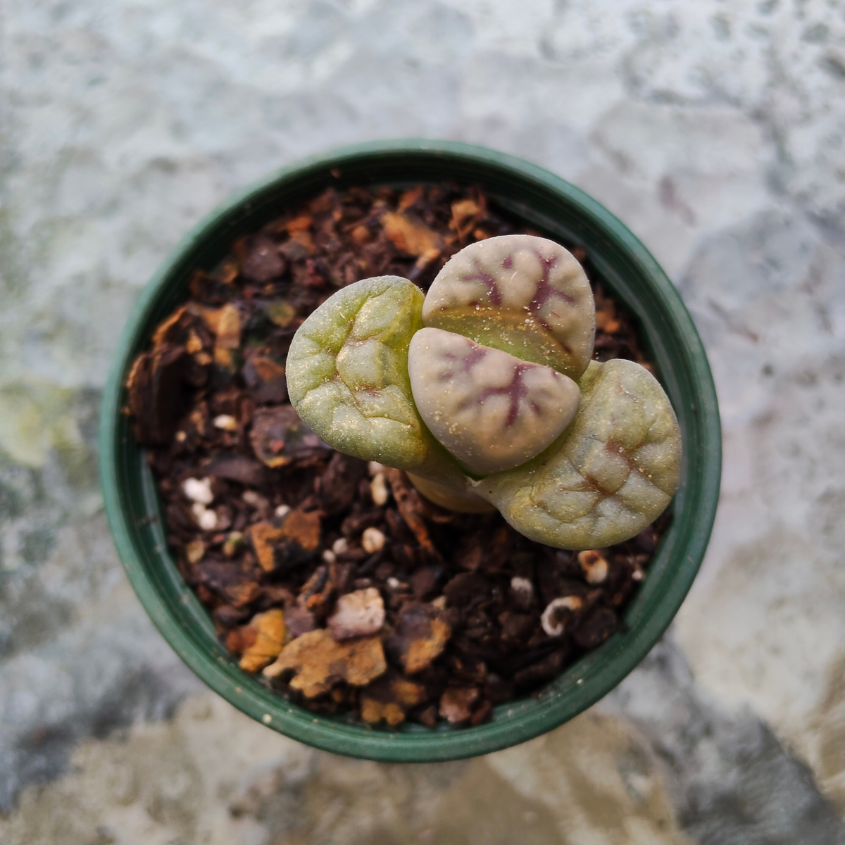 lithop salicola