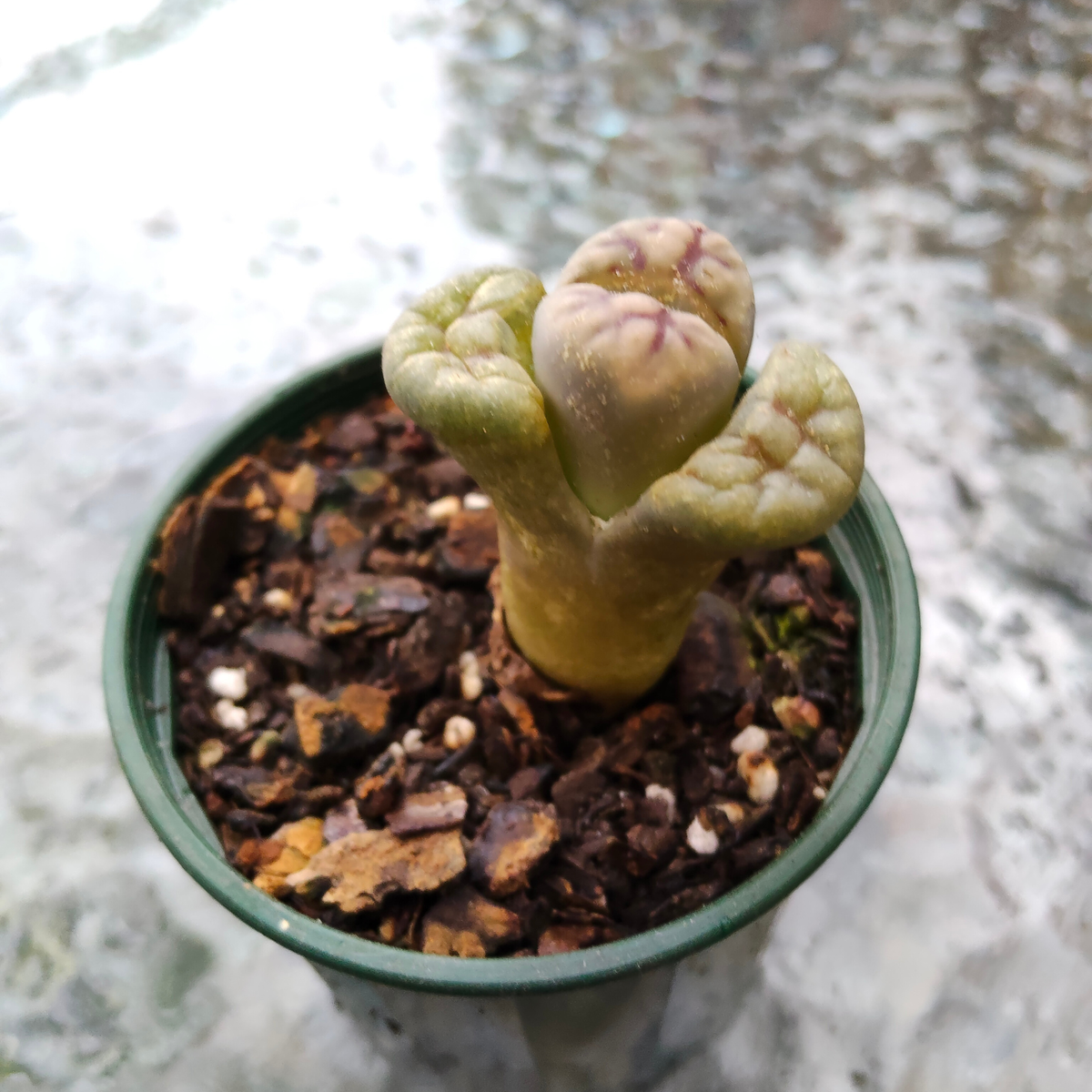 lithop salicola