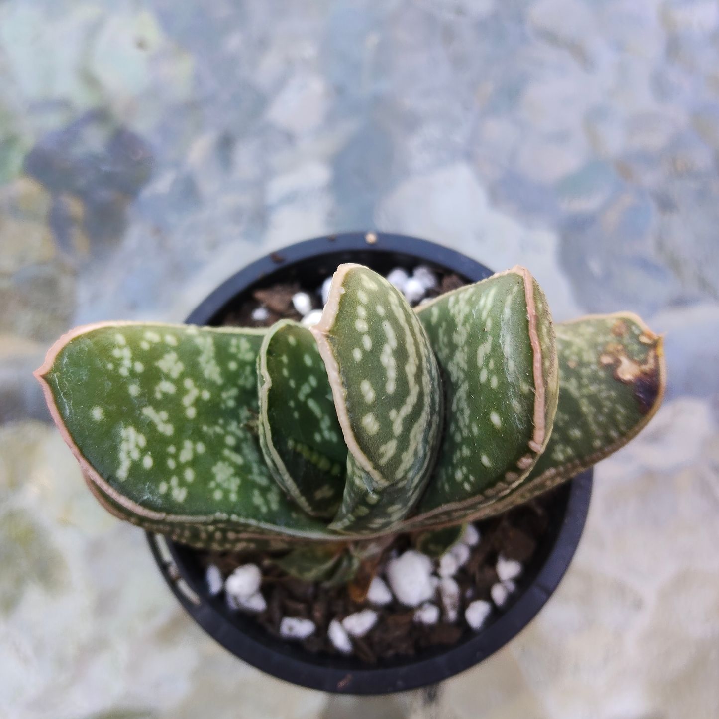 Gasteria 'Little Warty'