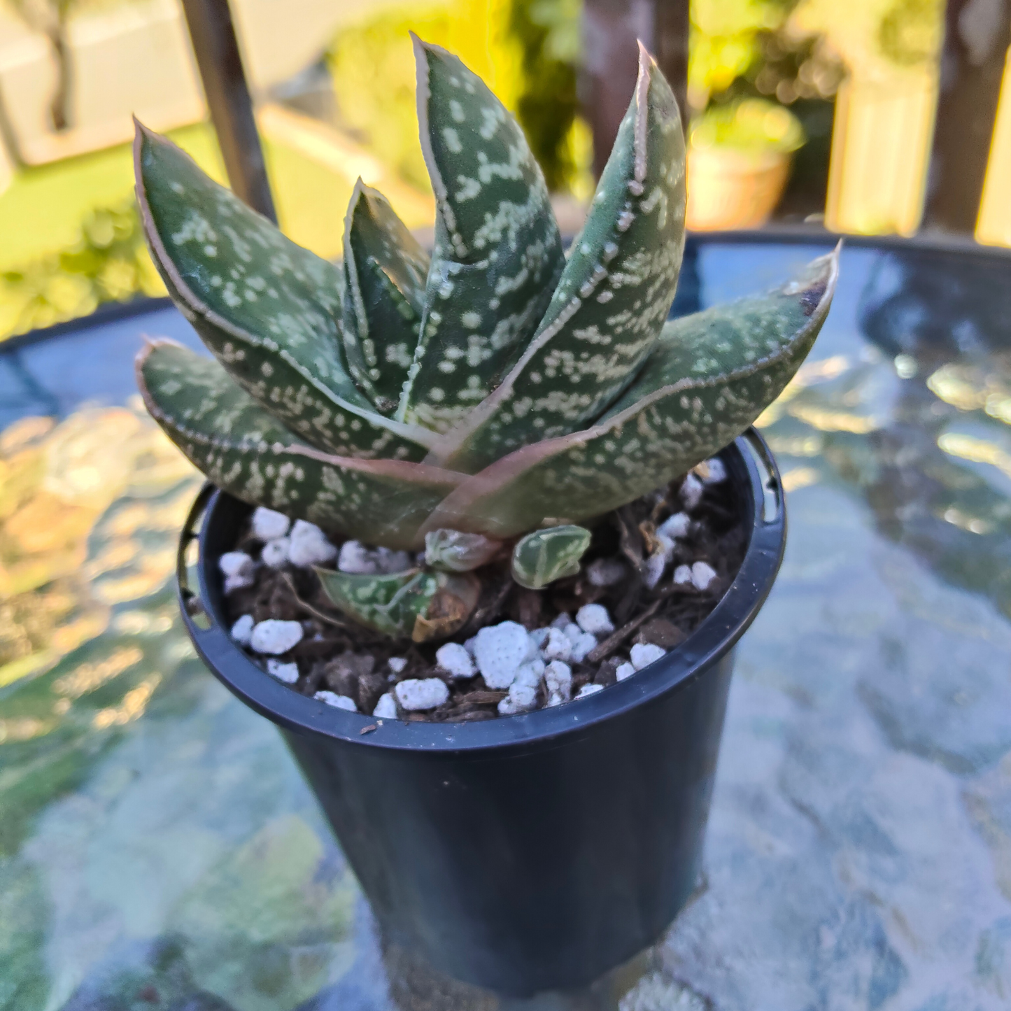 Gasteria 'Little Warty'