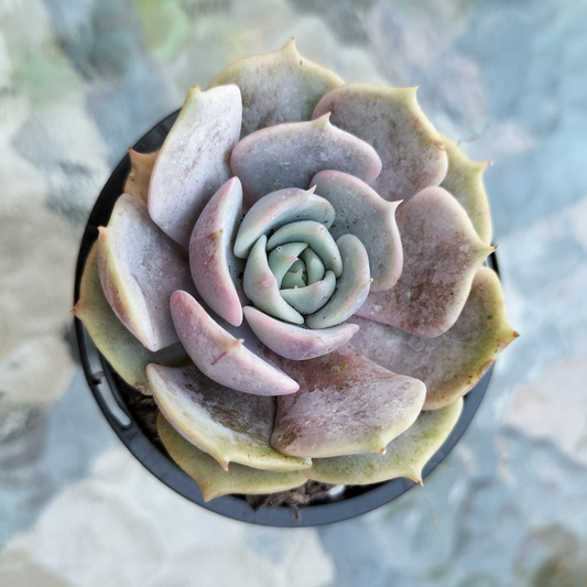 Echeveria 'Lola'