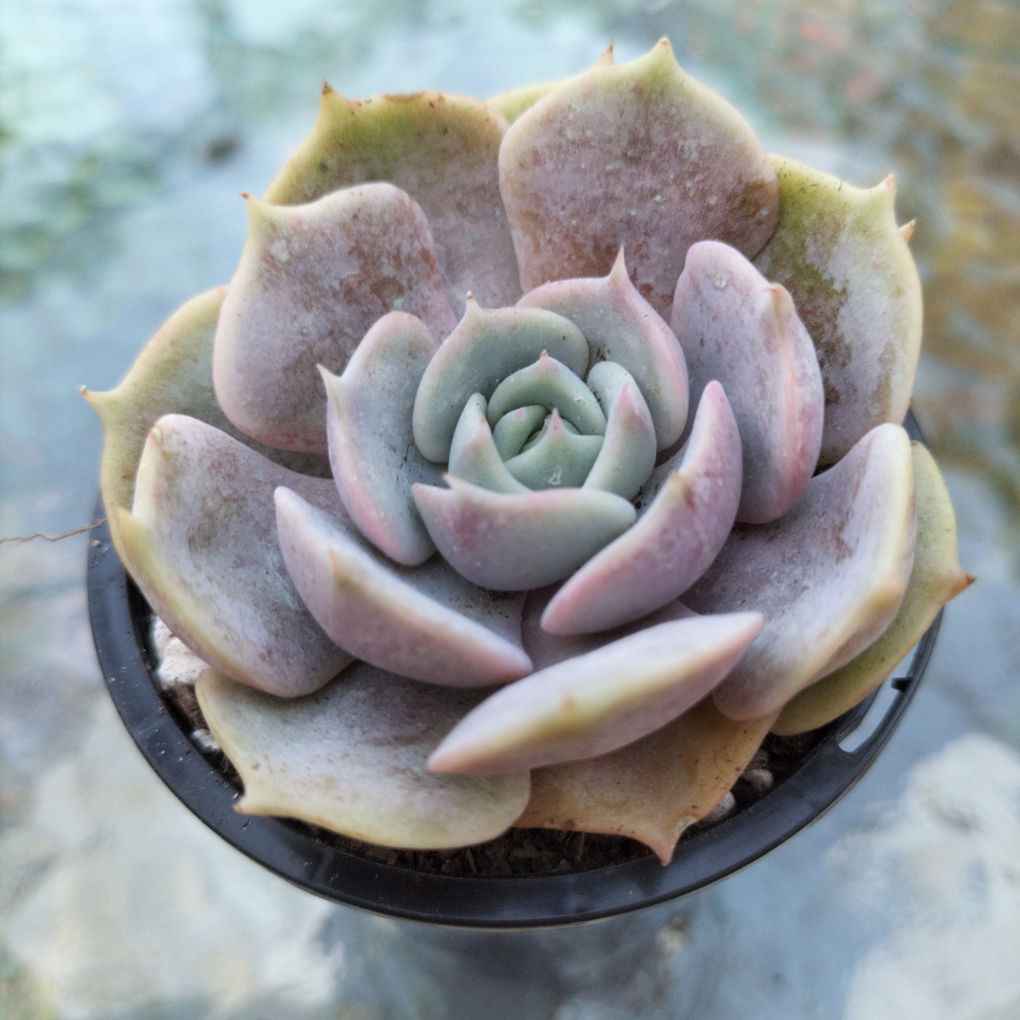 Echeveria 'Lola'