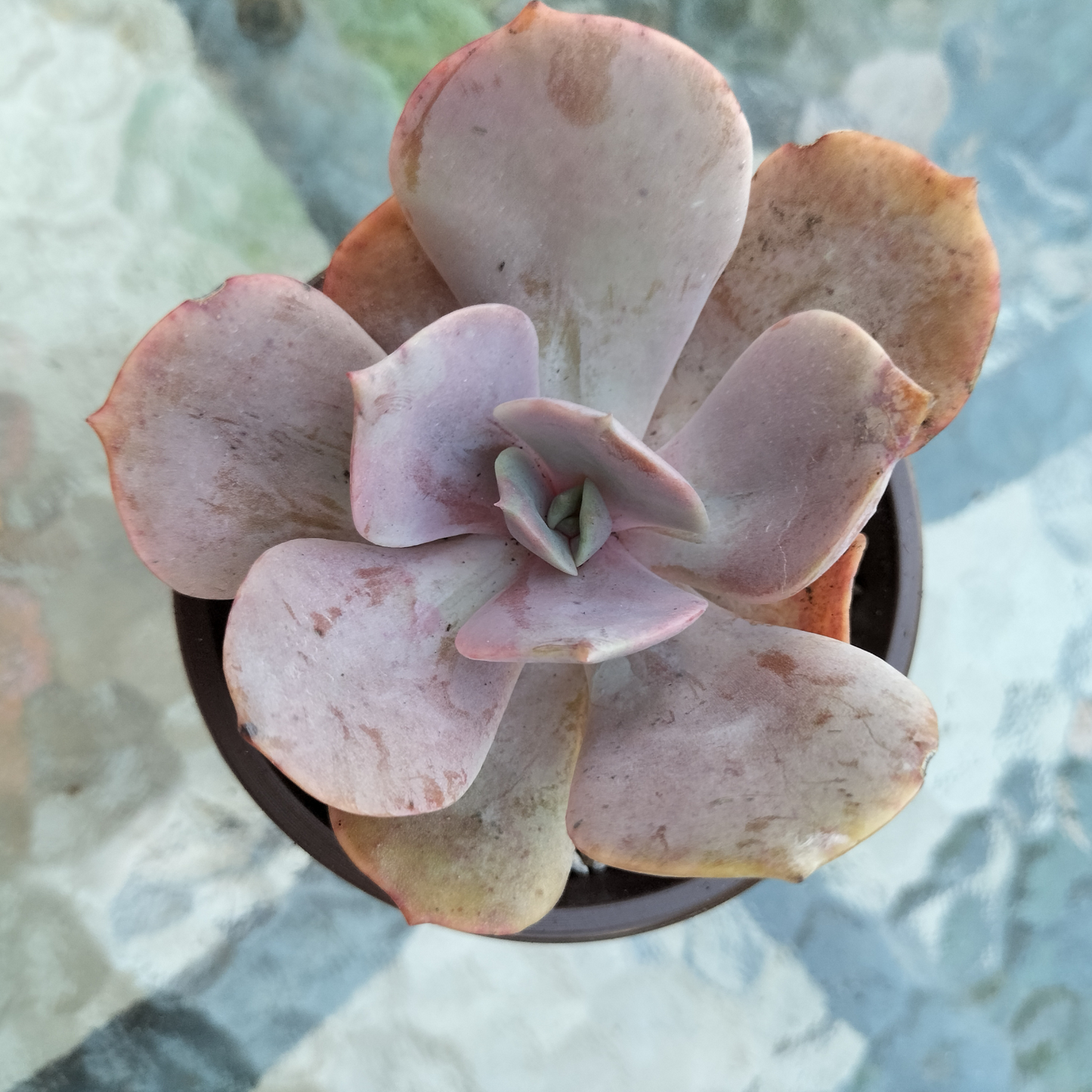 Echeveria 'Lolita'