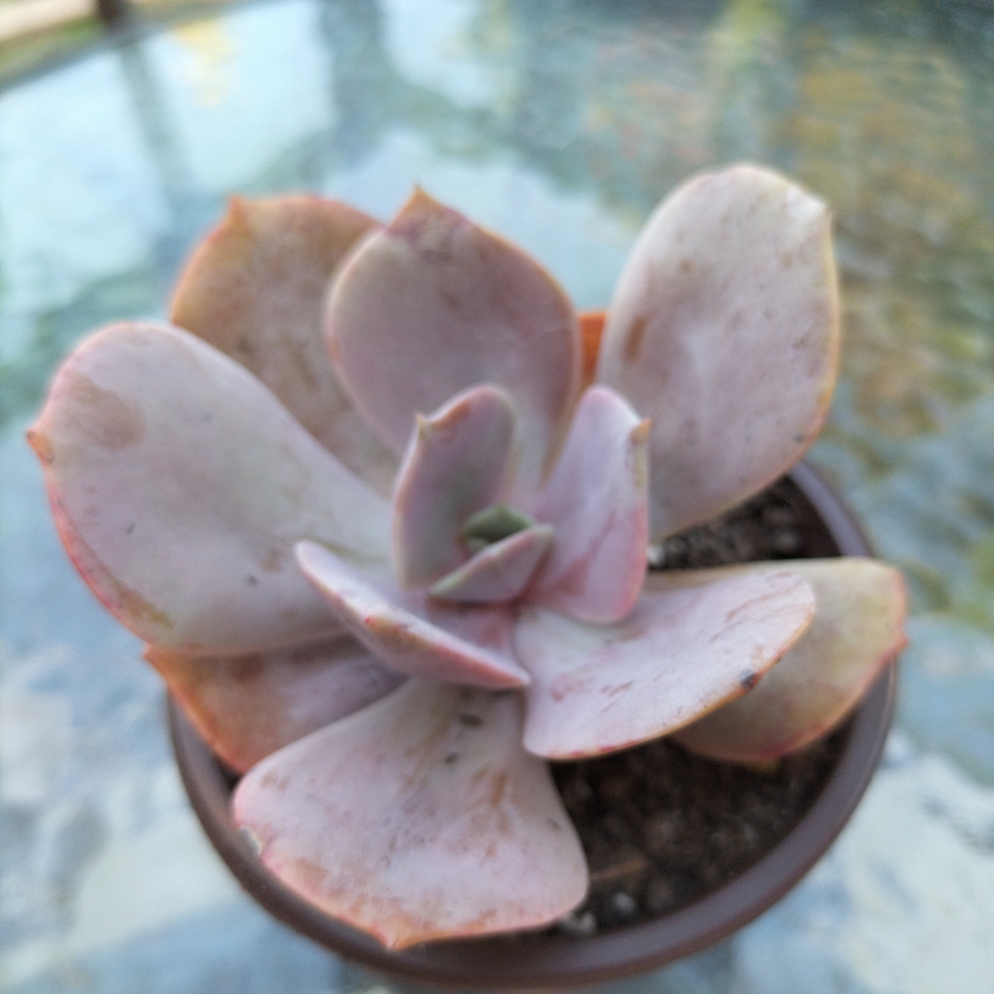 Echeveria 'Lolita'