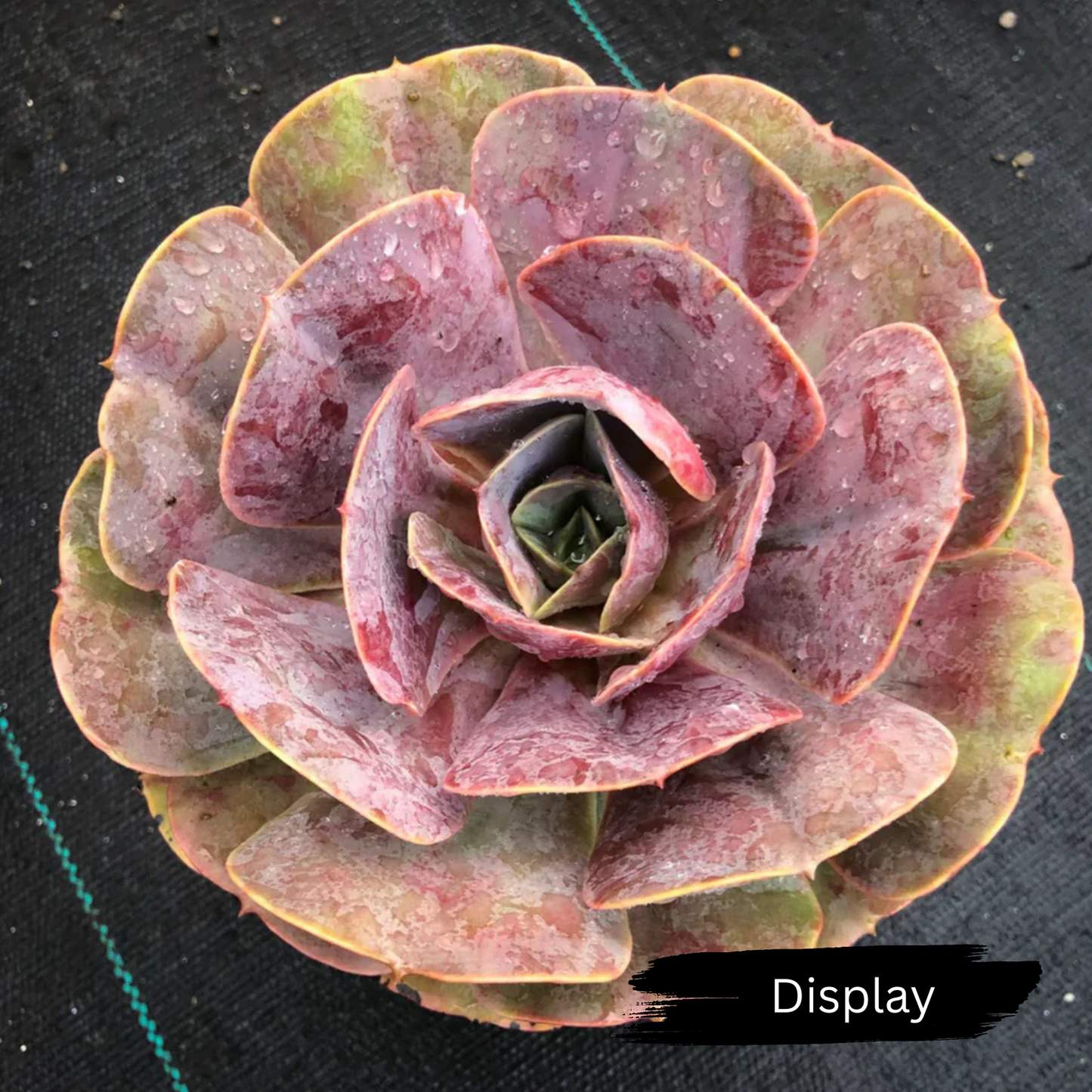 Echeveria 'Lolita'