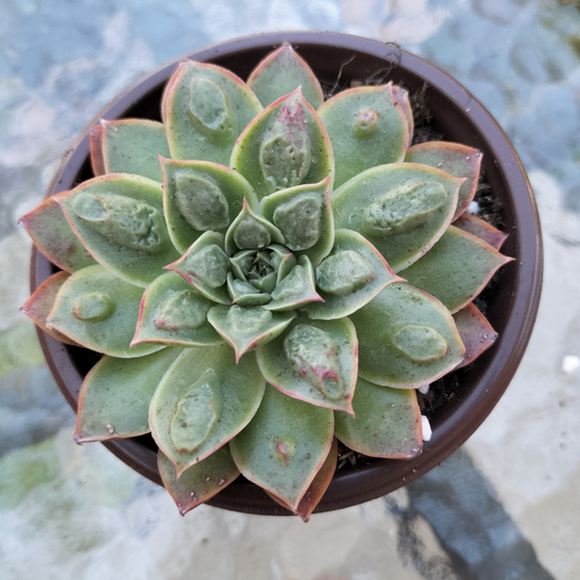 Echeveria 'Longissima x Raindrops'