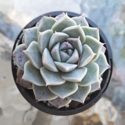 Echeveria 'Love Goddess'