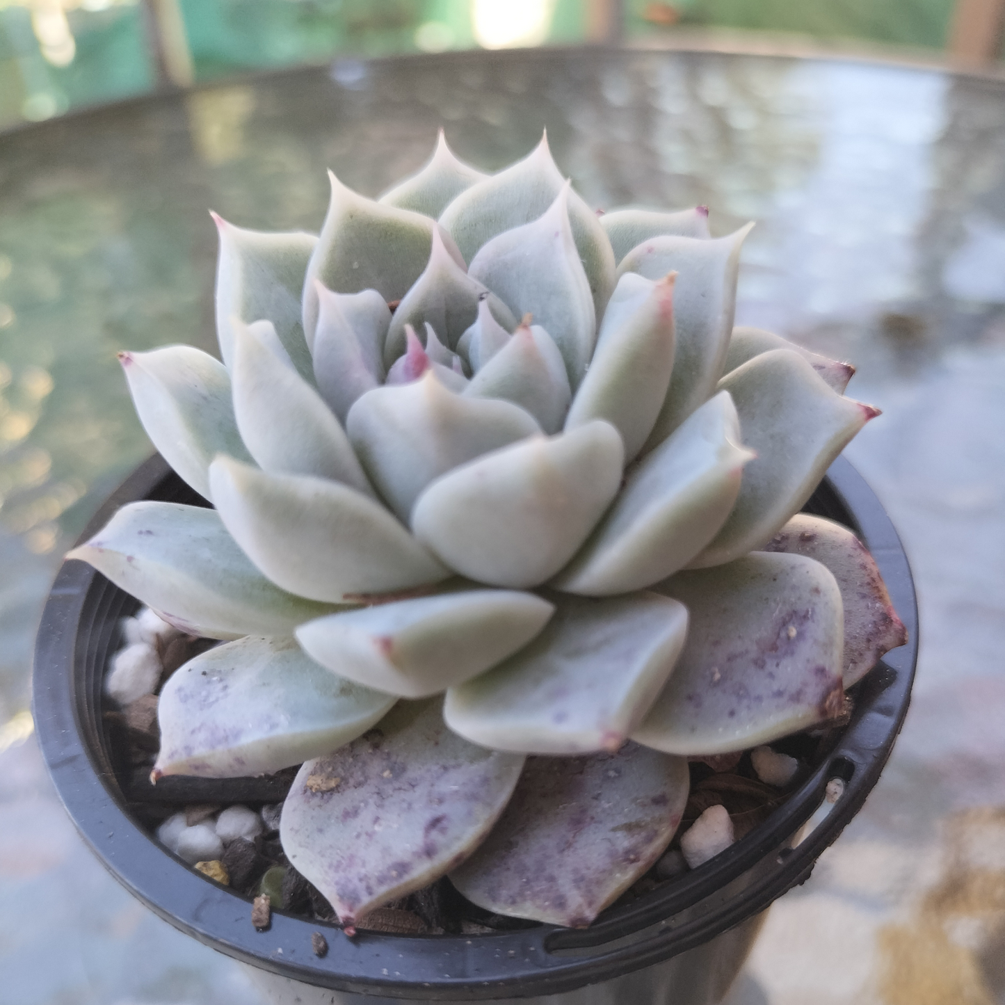 Echeveria 'Love Goddess'