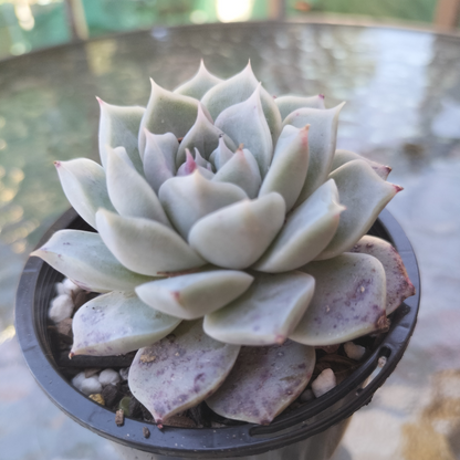 Echeveria 'Love Goddess'