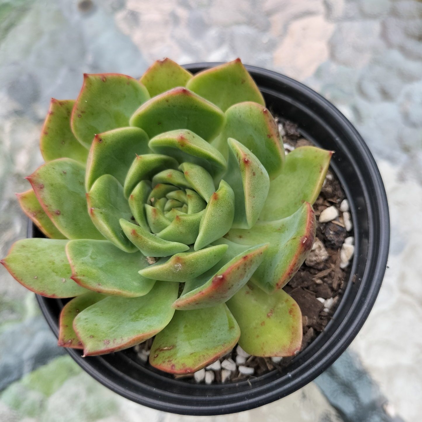 Echeveria 'Love Heart'