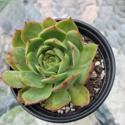 Echeveria 'Love Heart'
