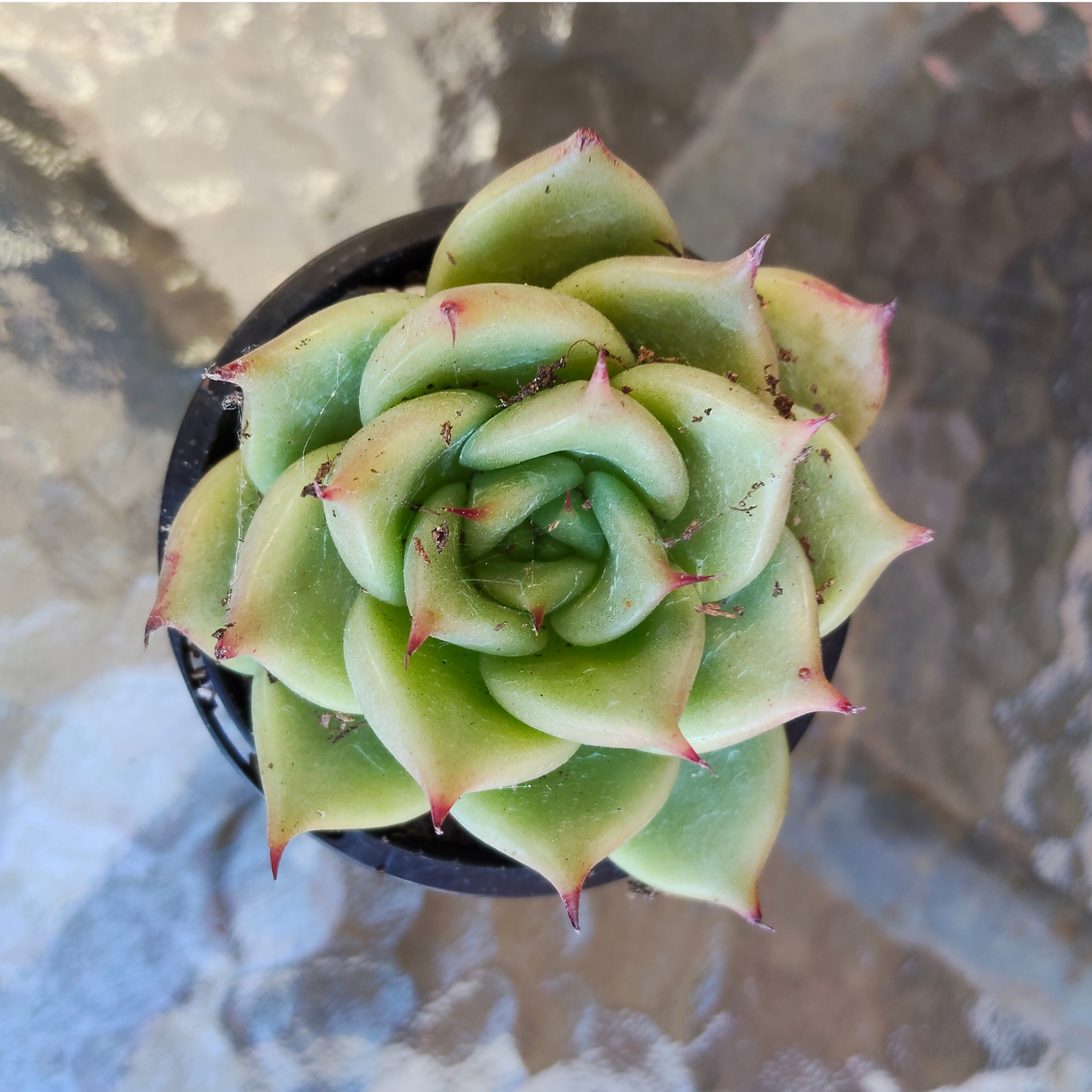 Echeveria 'Lovely Q'