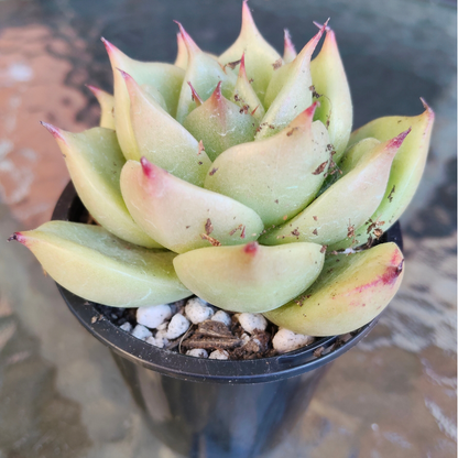 Echeveria 'Lovely Q'