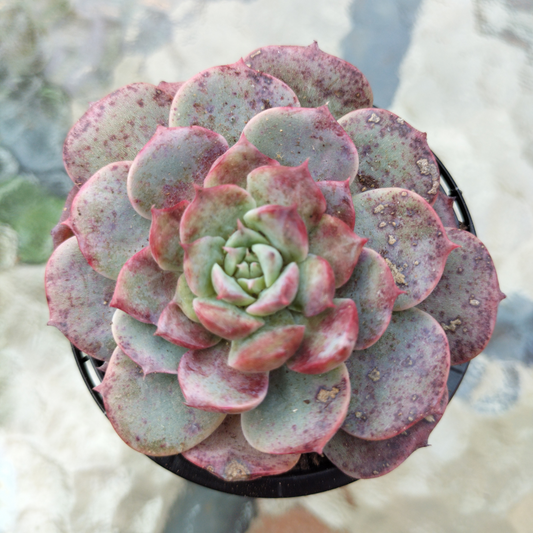Echeveria 'Lovely Bear' (Korean)