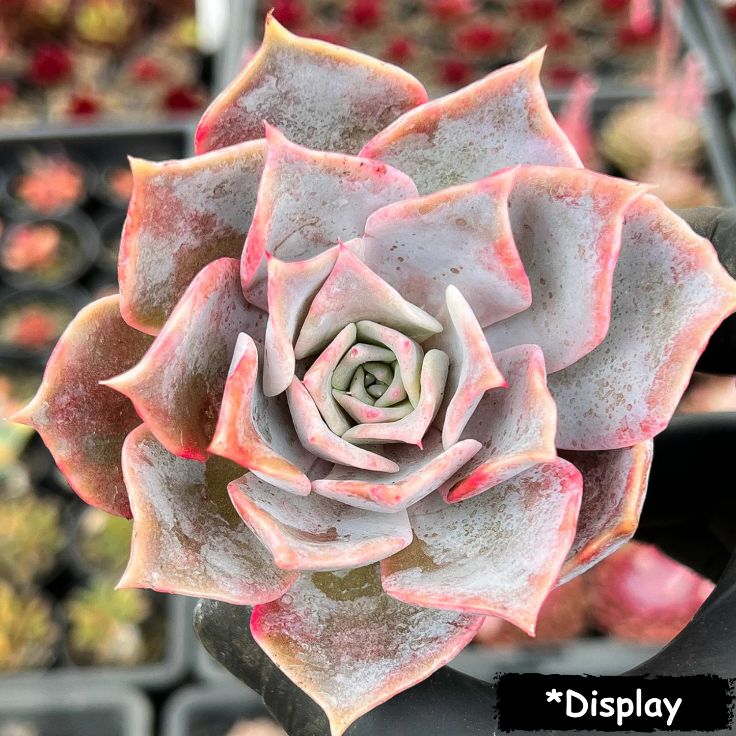 Echeveria 'Lucila'