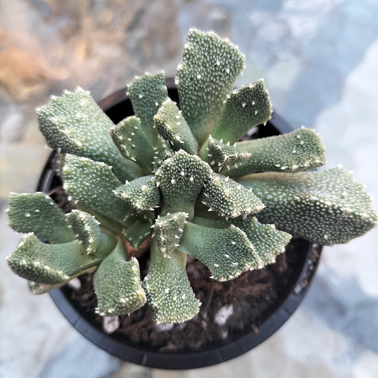 Aloinopsis luckhoffii