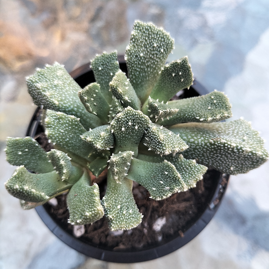 Aloinopsis luckhoffii