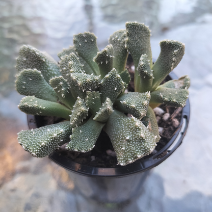 Aloinopsis luckhoffii