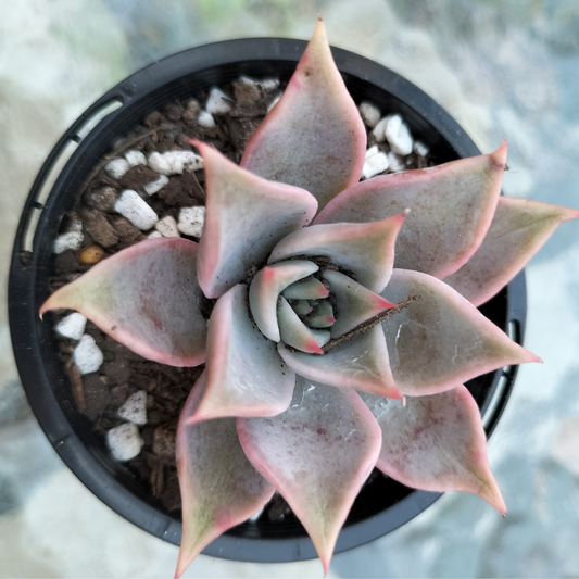 Echeveria 'Madiba' (aka Echeveria Pink Lips)
