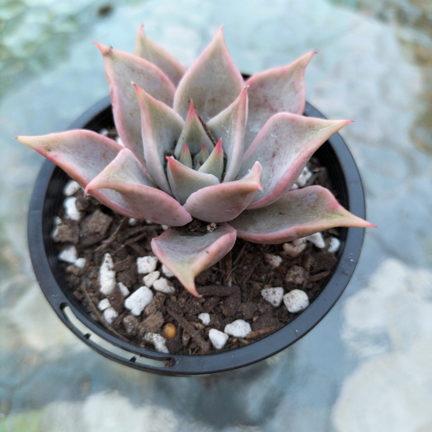 Echeveria 'Madiba' (aka Echeveria Pink Lips)