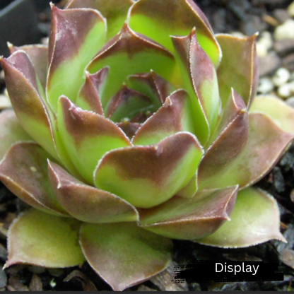 Sempervivum 'Mahogany'