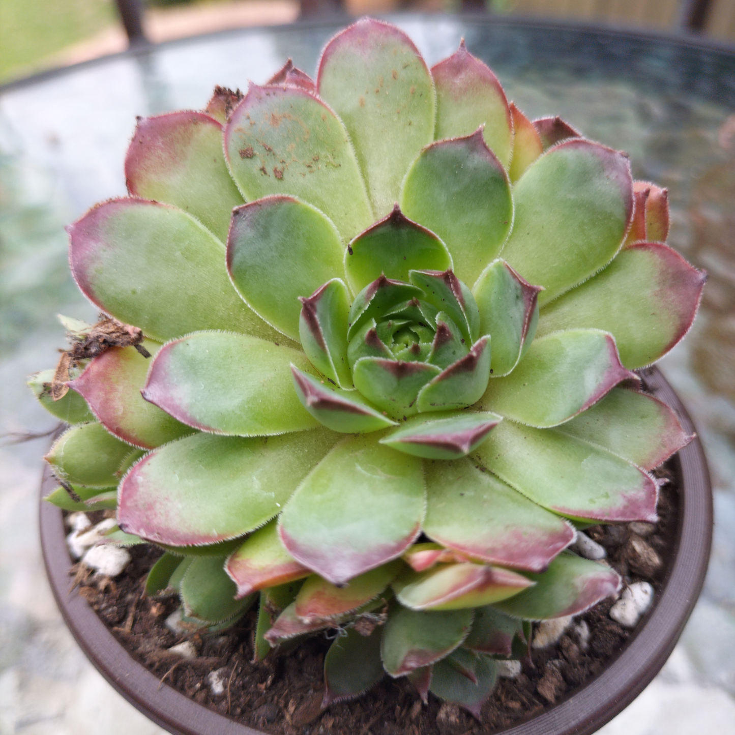 Sempervivum 'Mahogany'
