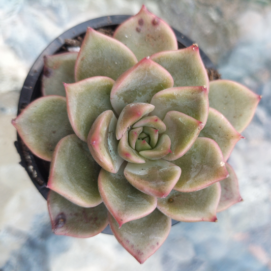 Echeveria 'Mal Gan Red'