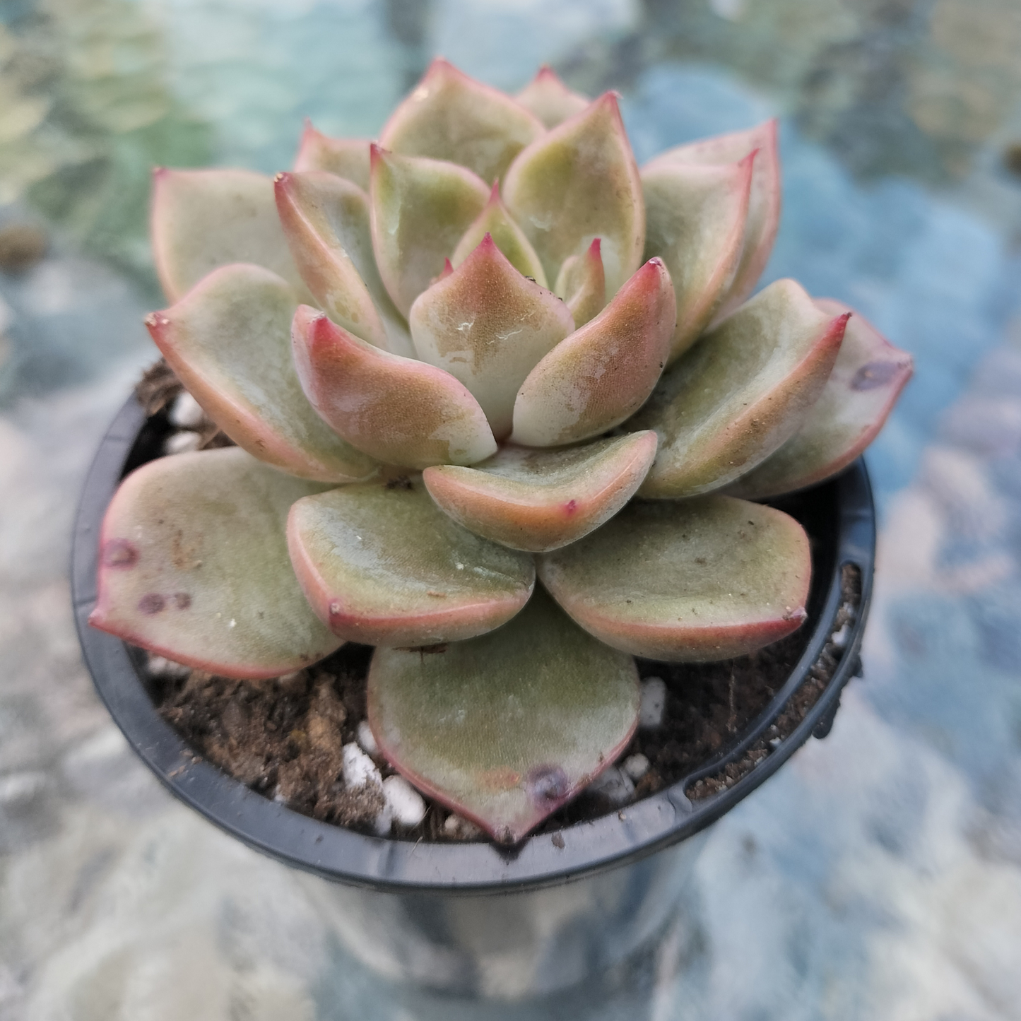Echeveria 'Mal Gan Red'