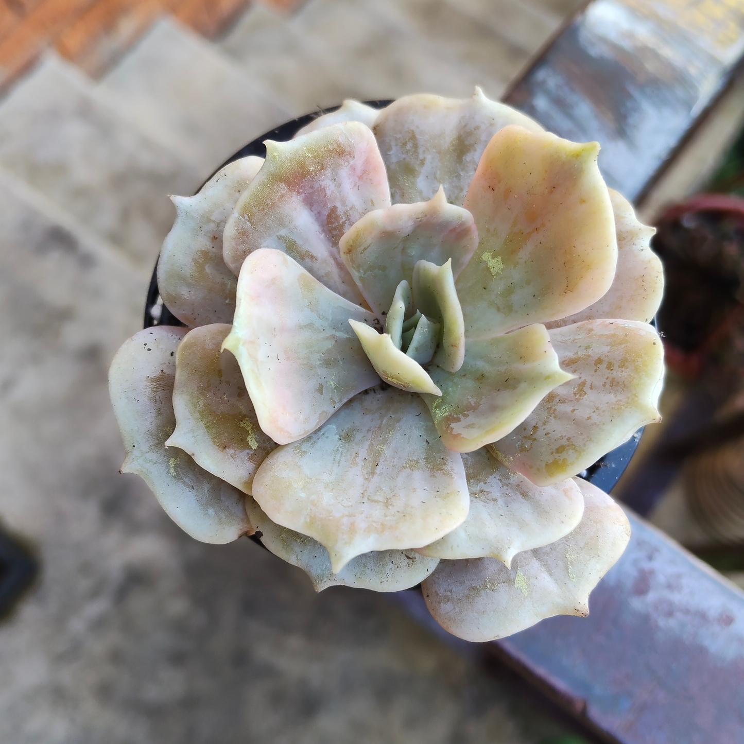 Echeveria Lilacina Marble Var
