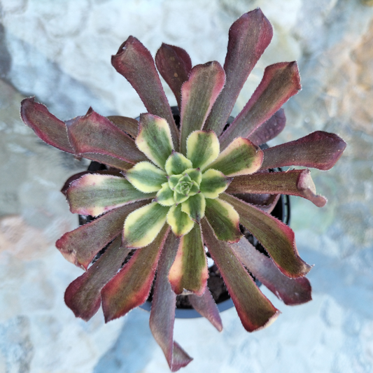 Aeonium 'Mardi Gras'