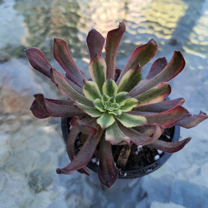 Aeonium 'Mardi Gras'