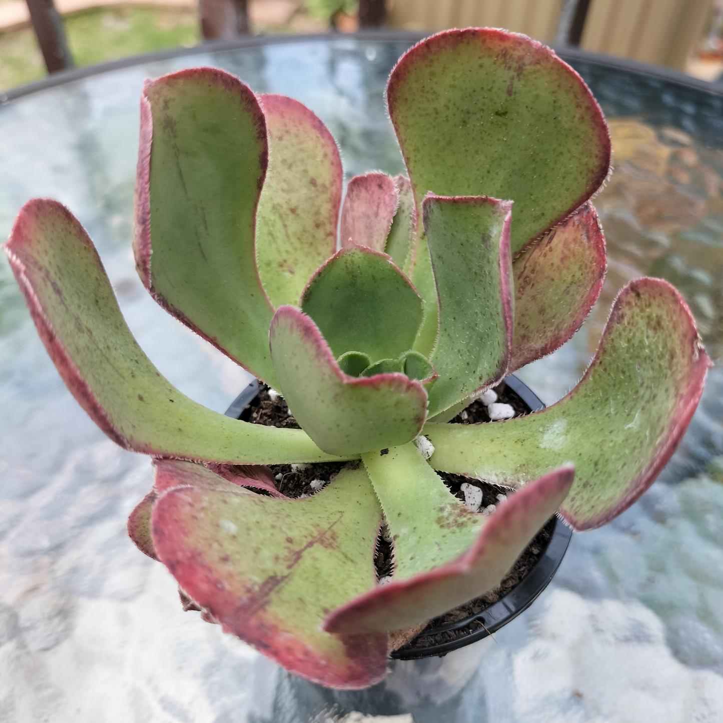 Aeonium 'Marnier Lapostolle’