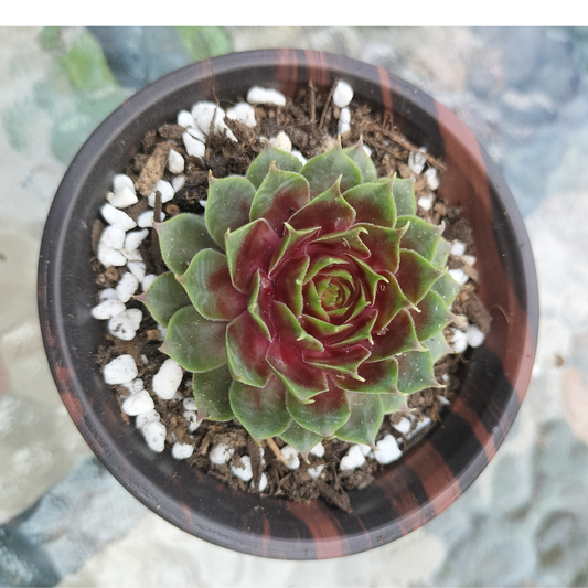 Sempervivum 'Marland's Beauty'