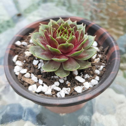 Sempervivum 'Marland's Beauty'