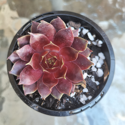 Sempervivum 'Marland's Beauty'